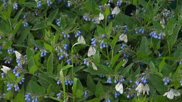 Flowers of common comfrey (Symphytum officinale) in garden. Medicinal plants in the garden. White butterfly cabbage on blue comfrey flowers