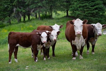 herd of hereford cows in green grassy pasture on agricultural farm brown and white cows with white...
