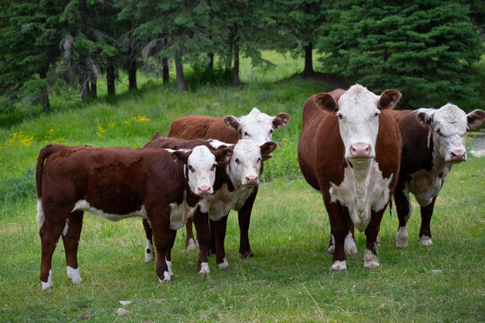 herd of hereford cows in green grassy pasture on agricultural farm brown and white cows with white faces looking at camera in the countryside horizontal format room for type beef industry background 