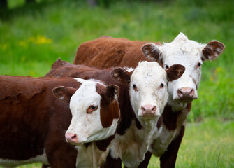 close up of three young hereford brown cows with  white faces looking at camera green grass in background spring summer room for type horizontal format farming background or backdrop herd of cows  - obrazy, fototapety, plakaty