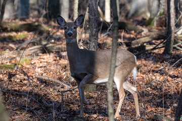 White-tailed deer in a forest with front leg picked up