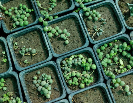 Senecio rowleyanus string of pearls propagated in small pots