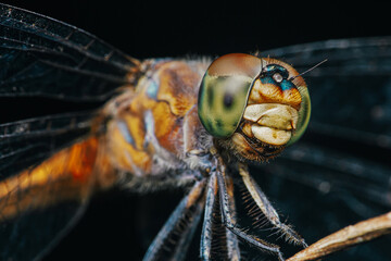 A dragonfly perched on a tree branch and nature background, Selective focus, Extreme macro shot, Colorful insect in Thailand.