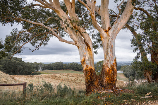 Australian Landscape