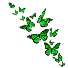 Green monarch butterflies - 613388887