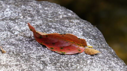 Beautiful autumn leaves in Jirisan National Park in South Korea