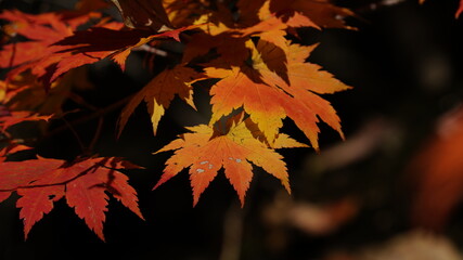 Beautiful autumn leaves in Jirisan National Park in South Korea