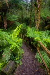 Rainforest walk, Hopetoun Falls, Great Ocean Road, Victoria, Australia.