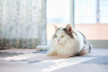 家の窓の前に座っている白猫