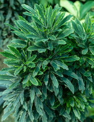 Dizygotheca elegantissima, also known as schefflera or aralia elegantissima plant closeup