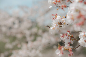 桜