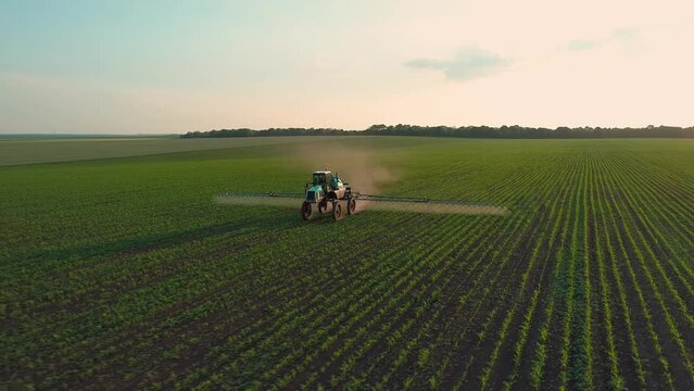 Drone view around of sprinkler tractor processes a soybean field with chemicals at sunset.