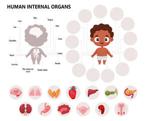 Anatomy human body. Infographics with cute black ethnic boy. Visual scheme internal male organs cartoon characters, names and locations. Educational Vector illustration. Medical horizontal kids poster