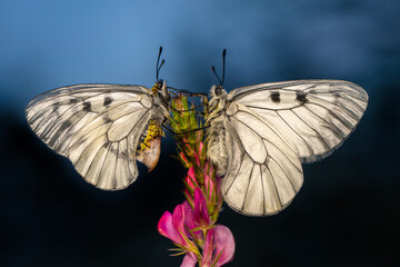 Macro shots, Beautiful nature scene. Closeup beautiful butterfly sitting on the flower in a summer garden.