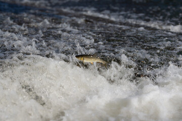 Fish jumping out of water, trying to get over dam in fast-flowing river. Iberian chub.