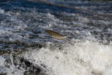 Fish leaping out of fast flowing water in river. Iberian chub trying to get over weir.