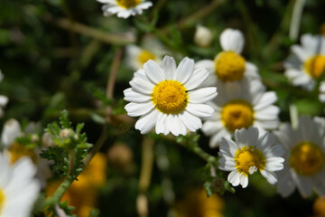 Chamomile flowers growing in meadow in summer