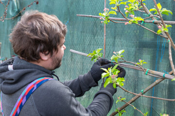 Young gardener with secateur pruning apple tree branch in spring garden. People and farm concept.