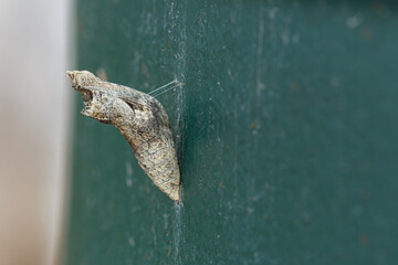 Butterfly pupa on dark green wall background