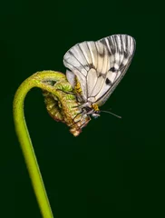 Wandaufkleber Macro shots, Beautiful nature scene. Closeup beautiful butterfly sitting on the flower in a summer garden. © blackdiamond67
