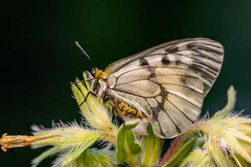 Macro shots, Beautiful nature scene. Closeup beautiful butterfly sitting on the flower in a summer garden.