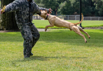 Naklejka premium A Pitbull going through bite training for protection