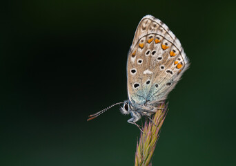 Macro shots, Beautiful nature scene. Closeup beautiful butterfly sitting on the flower in a summer garden.