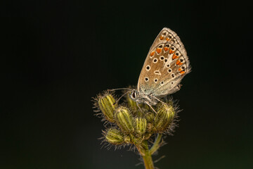 Macro shots, Beautiful nature scene. Closeup beautiful butterfly sitting on the flower in a summer garden.