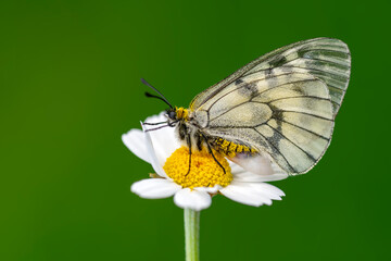 Macro shots, Beautiful nature scene. Closeup beautiful butterfly sitting on the flower in a summer garden.