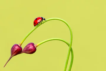 Türaufkleber Macro shots, Beautiful nature scene.  Beautiful ladybug on leaf defocused background © blackdiamond67