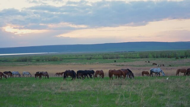 A herd of horses with young foals graze near the lake in the pasture, eating fresh juicy grass at sunset.