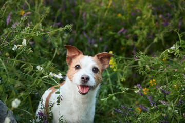 Happy dog in in wildflowers. Summer mood. Funny and Cheerful jack russell terrier in flowers