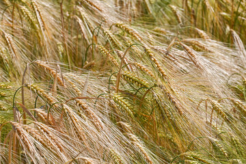 Agriculture c&eacute;r&eacute;ales escourgeons 