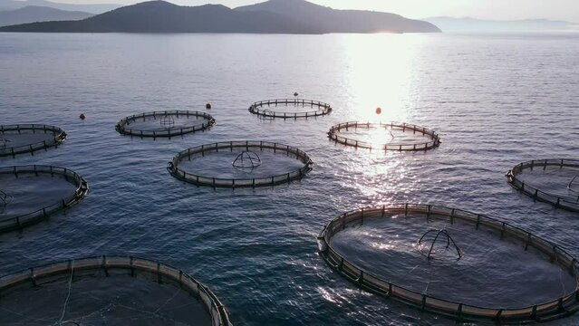 Aquaculture farming, fish growing cages in calm deep water, Aerial view