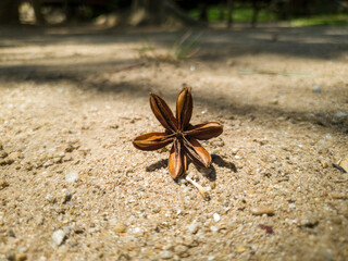 star anise on the ground