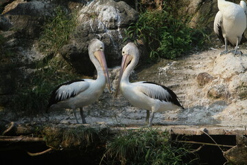 two pelicans in the nest