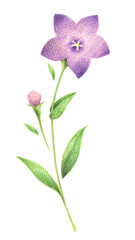 紫色の桔梗の花3　手描き色鉛筆画