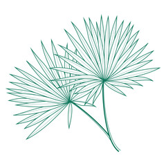 Saribus rotundifolius palm leaf vector design template