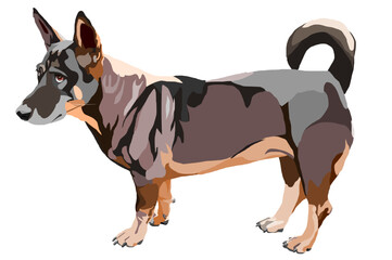 Dark brown dog standing isolated on white background, The dog has short legs in vector graphic format, Funny and cute pets