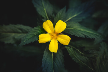 yellow flower on black background