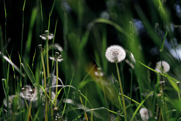 white dandelion in the park