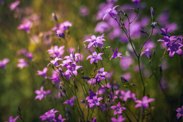 field of lavender
