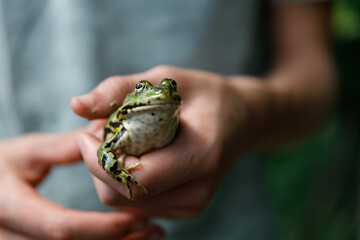 frog in kid's hand