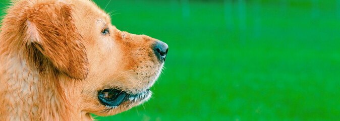 Cute Labrador dog retriever in the park at hot summer day.Closeup of wet dog Labrador Retriever in...
