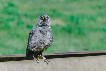 Black Crow perched on a wooden board in summer sunshine.