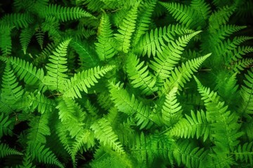 Fototapeta na wymiar Green fern leaf background in black background. Generative AI.