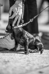 black dachshund puppy being stroked lovingly by the hand of a grown man