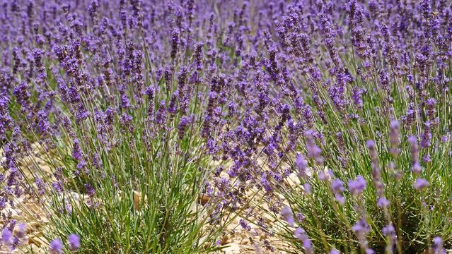 Lavender flower blooming scented fields. Provence in France.