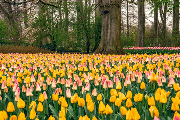 Obraz premium Flower bulbs in the largest spring park in Europe, the Keukenhof in the Netherlands