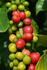 coffee fruit in the garden